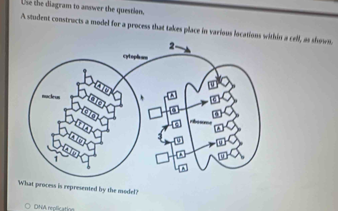 Use the diagram to answer the question, 
A student constructs a model for a process that takes place in various locations in a cell, as shown. 
What process is represented by the model? 
DNA replication