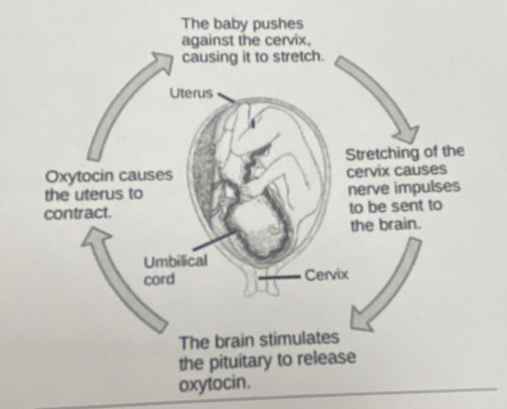 The baby pushes 
oxytocin.