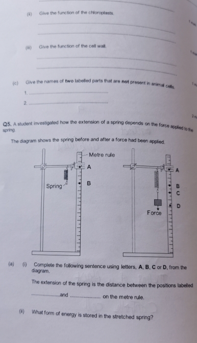 Give the function of the chloroplasts. 
_ 

_ 
(iii) Give the function of the cell wall. 
_ 
_ 
(c) Give the names of two labelled parts that are not present in animal caells. Tm 
1._ 
2._ 
2- 
Q5. A student investigated how the extension of a spring depends on the force applied to the 
spring. 
The diagram shows the spring before and after a force had been applied. 
Metre rule 
(a) (i) Complete the following sentence using letters. A. B. C or D. from the 
diagram. 
The extension of the spring is the distance between the positions labelled 
_and_ on the metre rule. 
(ii) What form of energy is stored in the stretched spring?