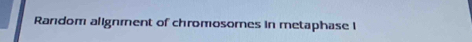 Random alignment of chromosomes in metaphase I