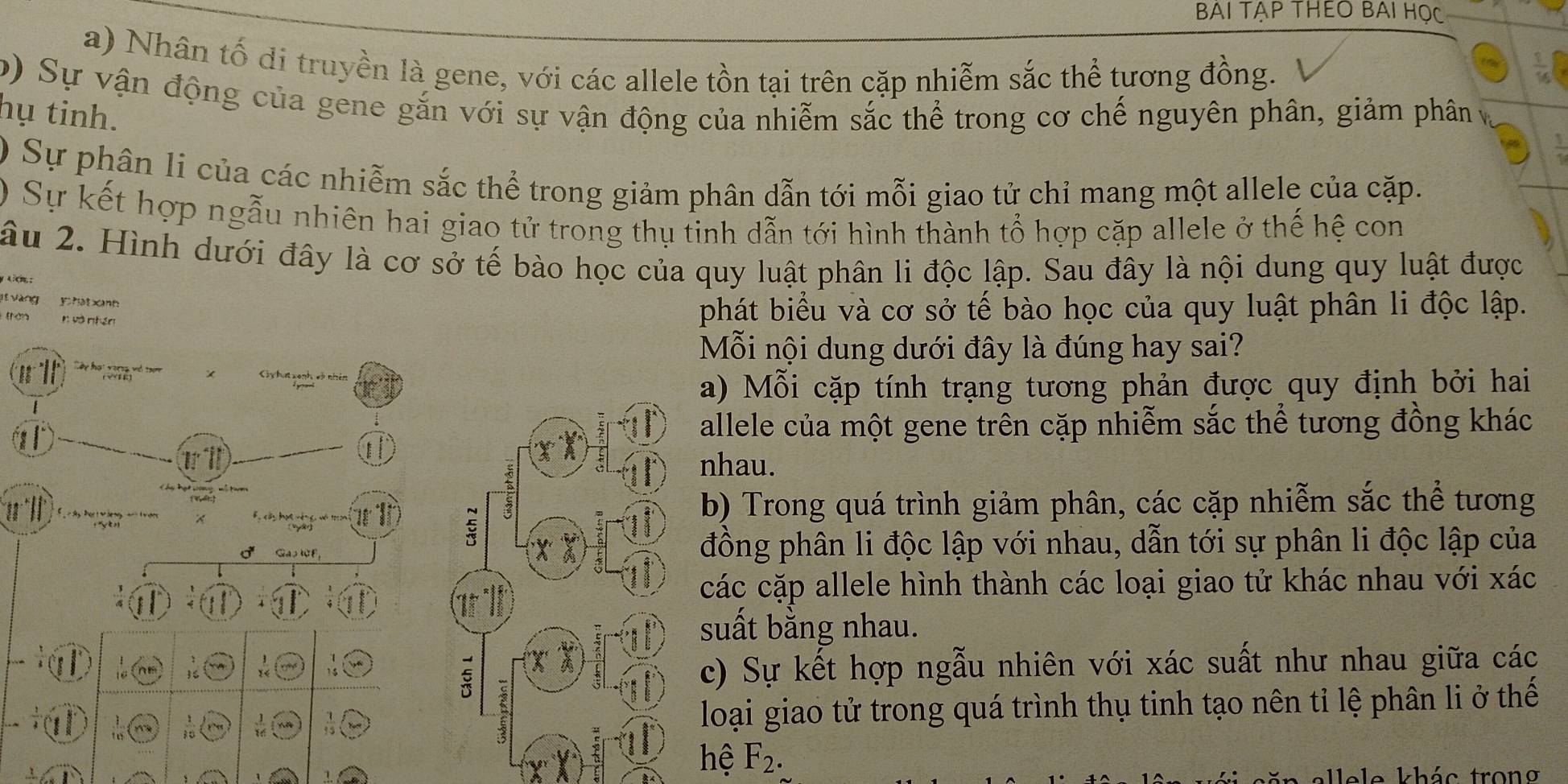 BẢI TẠP THEO BAI Học 
a) Nhân tố di truyền là gene, với các allele tồn tại trên cặp nhiễm sắc thể tương đồng.  1/16 
b) Sự vận động của gene gắn với sự vận động của nhiễm sắc thể trong cơ chế nguyên phân, giảm phân v hụ tinh. 
) Sự phân li của các nhiễm sắc thể trong giảm phân dẫn tới mỗi giao tử chỉ mang một allele của cặp. 
O Sự kết hợp ngẫu nhiên hai giao tử trong thụ tinh dẫn tới hình thành tổ hợp cặp allele ở thế hệ con 
âu 2. Hình dưới đây là cơ sở tế bào học của quy luật phân li độc lập. Sau đây là nội dung quy luật được 
i vàng y hato n 
tron n và ntén 
phát biểu và cơ sở tế bào học của quy luật phân li độc lập. 
Mỗi nội dung dưới đây là đúng hay sai? 
Các hơ Ca 
a) Mỗi cặp tính trạng tương phản được quy định bởi hai 
allele của một gene trên cặp nhiễm sắc thể tương đồng khác 
T lị 
nhau. 
b) Trong quá trình giảm phân, các cặp nhiễm sắc thể tương 
QasWE,đồng phân li độc lập với nhau, dẫn tới sự phân li độc lập của 
các cặp allele hình thành các loại giao tử khác nhau với xác 
suất bằng nhau. 
hs 
a 
c) Sự kết hợp ngẫu nhiên với xác suất như nhau giữa các
 1/10  loại giao tử trong quá trình thụ tinh tạo nên tỉ lệ phân li ở thế 
hệ F_2. 
llele khác trong