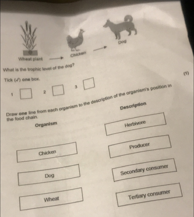 Dog
Chicken
Wheat plant
What is the trophic level of the dog?
Tick (√) one box. (1)
1 □ 2 □ 3
Draw one line from each organism to the description of the organism's position in
Description
the food chain.
Organism
Herbivore
Producer
Chicken
Dog
Secondary consumer
Wheat
Tertiary consumer