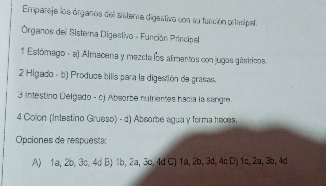 Empareje los órganos del sistema digestivo con su función principal:
Órganos del Sistema Digestivo - Función Principal
1 Estómago - a) Almacena y mezcla los alimentos con jugos gástricos.
2 Hígado - b) Produce bilis para la digestión de grasas.
3 Intestino Delgado - c) Absorbe nutrientes hacia la sangre.
4 Colon (Intestino Grueso) - d) Absorbe agua y forma heces.
Opciones de respuesta:
A) 1a, 2b, 3c, 4d B) 1b, 2a, 3c, 4d C) 1a, 2b, 3d, 4c D) 1c, 2a, 3b, 4d