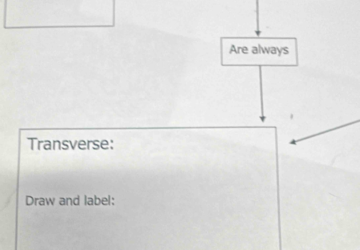 Are always 
Transverse: 
Draw and label: