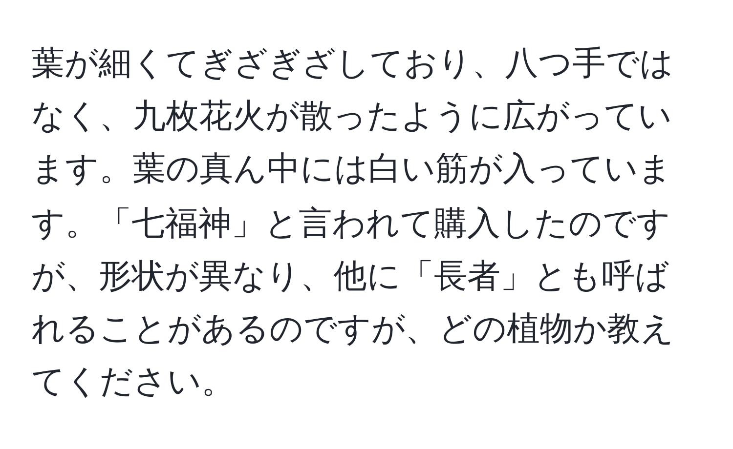 葉が細くてぎざぎざしており、八つ手ではなく、九枚花火が散ったように広がっています。葉の真ん中には白い筋が入っています。「七福神」と言われて購入したのですが、形状が異なり、他に「長者」とも呼ばれることがあるのですが、どの植物か教えてください。