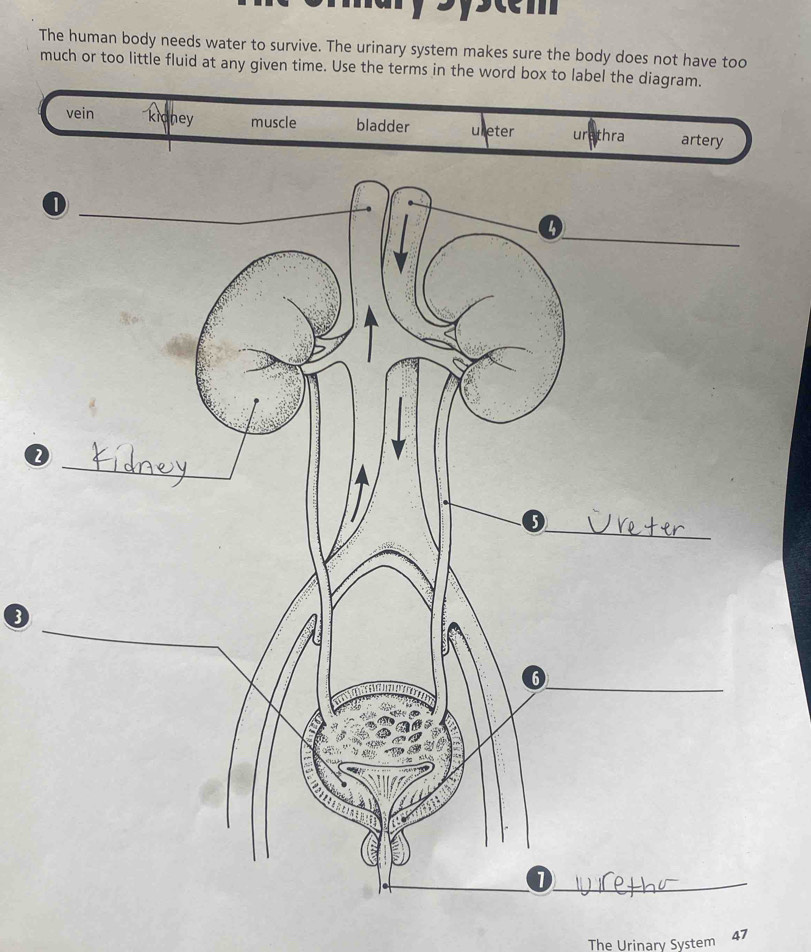 The human body needs water to survive. The urinary system makes sure the body does not have too
much or too little fluid at any given time. Use the terms in the word box to label the diagram.
vein kidney muscle bladder ueter urethra artery
2
3
The Urinary System 47