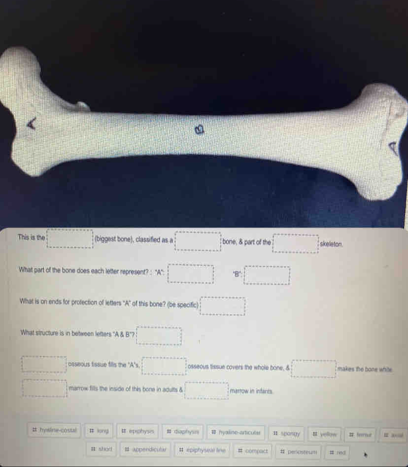 This is the □ (biggest bone), classified as a □ bone, & part of the □ skeleton .
What part of the bone does each letter represent? : A=□ "B" □ 
What is on ends for protection of letters "A" of this bone? (be specific) □ 
What structure is in between letters "A & B ”? □
□ osseous tissue fills the "A's. □ osseous tissue covers the whole bone, & □ makes the bone white
□ marrow fills the inside of this bone in adutts & □ marrow in infants.
# hysline-costal # long # epiphysis # diaphysm # hyaline-articuler 11 spongy It yellow # ferrue
# shod # appendicular # epiphysial line # compact # penosteum # red