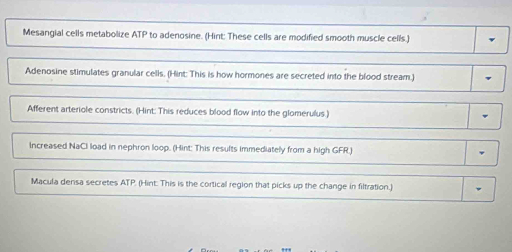 Mesangial cells metabolize ATP to adenosine. (Hint: These cells are modified smooth muscle cells.) 
y 
Adenosine stimulates granular cells. (Hint: This is how hormones are secreted into the blood stream.) 
Afferent arteriole constricts. (Hint: This reduces blood flow into the glomerulus.) 
Increased NaCI load in nephron loop. (Hint: This results immediately from a high GFR.) v 
Macula densa secretes ATP (Hint: This is the cortical region that picks up the change in filtration.)