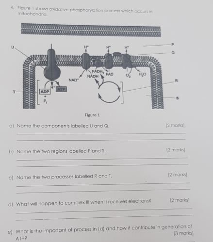 Figure 1 shows oxidative phosphorylation process which occurs in
mitochondria.
a) Name the components labelled U and Q. [2 marks]
_
_
b) Name the two regions labelled P and S. [2 marks]
_
_
_
c) Name the two processes labelled R and T. [2 marks]
_
_
d) What will happen to complex III when it receives electrons? [2 marks]
_
e) What is the important of process in (d) and how it contribute in generation of
ATP? [3 marks]