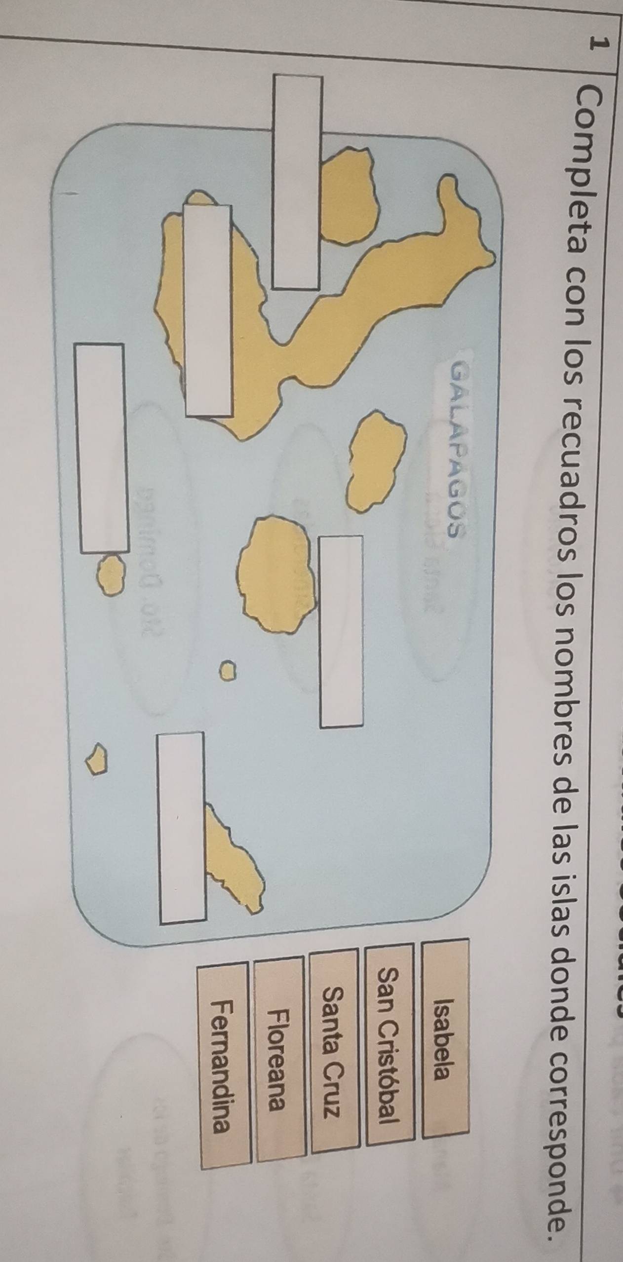 Completa con los recuadros los nombres de las islas donde corresponde.
GALAPAGOS
Isabela
San Cristóbal
Santa Cruz
Floreana
Fernandina