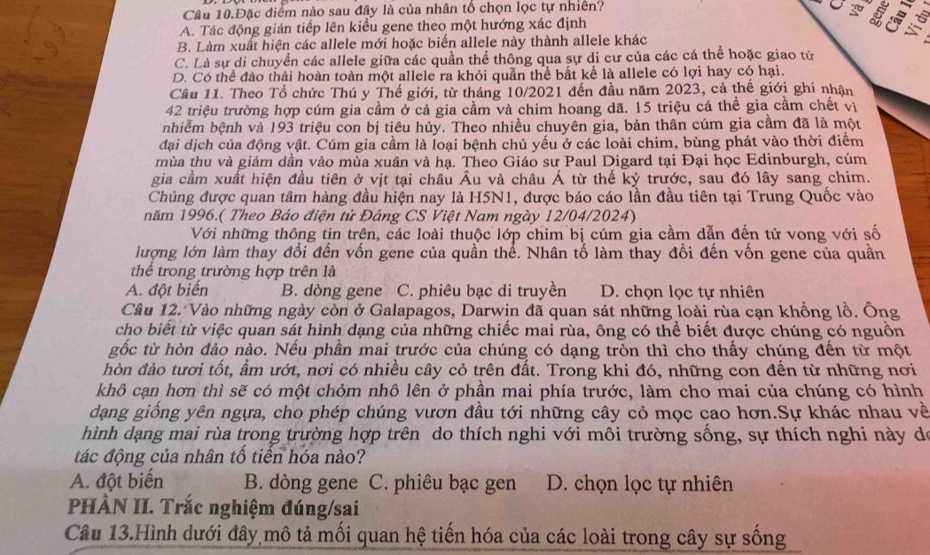 Câu 10.Đặc điểm nào sau đây là của nhân tố chọn lọc tự nhiên?
Uf 5
A. Tác động gián tiếp lên kiểu gene theo một hướng xác định
B. Làm xuất hiện các allele mới hoặc biến allele này thành allele khác
C. Là sự di chuyển các allele giữa các quần thể thông qua sự di cư của các cá thể hoặc giao tử
D. Có thể đào thải hoàn toàn một allele ra khỏi quần thể bất kể là allele có lợi hay có hại.
Cầu 11. Theo Tổ chức Thú y Thế giới, từ tháng 10/2021 đến đầu năm 2023, cả thế giới ghi nhận
42 triệu trường hợp cúm gia cầm ở cả gia cầm và chim hoang dã. 15 triệu cá thể gia cầm chết vị
nhiễm bệnh và 193 triệu con bị tiêu hủy. Theo nhiều chuyên gia, bản thân cúm gia cầm đã là một
đại dịch của động vật. Cúm gia cầm là loại bệnh chủ yếu ở các loài chim, bùng phát vào thời điểm
mùa thu và giảm dần vào mùa xuân và hạ. Theo Giáo sư Paul Digard tại Đại học Edinburgh, cúm
gia cầm xuất hiện đầu tiên ở vịt tại châu Âu và châu Á từ thế kỷ trước, sau đó lây sang chim.
Chủng được quan tâm hàng đầu hiện nay là H5N1, được báo cáo lần đầu tiên tại Trung Quốc vào
năm 1996.( Theo Báo điện tử Đảng CS Việt Nam ngày 12/04/2024)
Với những thông tin trên, các loài thuộc lớp chim bị cúm gia cầm dẫn đến tử vong với số
lượng lớn làm thay đổi đến vốn gene của quần thể. Nhân tố làm thay đổi đến vốn gene của quần
thể trong trường hợp trên là
A. đột biến B. dòng gene C. phiêu bạc di truyền D. chọn lọc tự nhiên
Câu 12. Vào những ngày còn ở Galapagos, Darwịn đã quan sát những loài rùa cạn khồng lồ. Ông
cho biết từ việc quan sát hình dạng của những chiếc mai rùa, ông có thể biết được chúng có nguồn
gốc từ hòn đảo nào. Nếu phần mai trước của chúng có dạng tròn thì cho thấy chúng đến từ một
hòn đảo tươi tốt, ẩm ướt, nơi có nhiều cây cỏ trên đất. Trong khi đó, những con đến từ những nơi
khô cạn hơn thì sẽ có một chỏm nhô lên ở phần mai phía trước, làm cho mai của chúng có hình
dạng giống yên ngựa, cho phép chúng vươn đầu tới những cây cỏ mọc cao hơn.Sự khác nhau về
hình dạng mai rùa trong trường hợp trên do thích nghi với môi trường sống, sự thích nghi này do
tác động của nhân tố tiến hóa nào?
A. đột biến B. dòng gene C. phiêu bạc gen  D. chọn lọc tự nhiên
PHÀN II. Trắc nghiệm đúng/sai
Câu 13.Hình dưới đây mô tả mối quan hệ tiến hóa của các loài trong cây sự sống