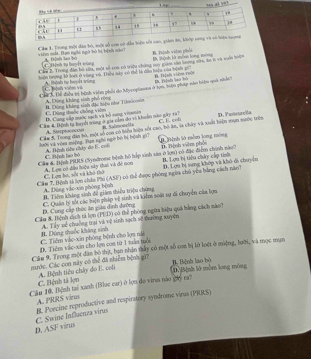 Lớp: ........ Mã đề 103
Câu 1. Trong một đàn bò, một số con có dấu hiệu sốt c
viêm mắt. Bạn nghi ngờ bò bị bệnh nào? B. Bệnh viêm phối
A. Bệnh lao bò
C. Bệnh tụ huyết trùng D. Bệnh lở mồm long móng
Câu 2. Trong dàn bò sữa, một số con có triệu chứng suy giảm sản lượng sữa, ăn ít và xuất hiện
hiện tượng lở loét ở vùng vú. Điều này có thể là dấu hiệu của bệnh gì?
A. Bệnh tụ huyết trùng B. Bệnh viêm ruột
D. Bệnh lao bò
Cầu 3. Để điều trị bệnh việm phổi do Mycoplasma ở lợn, biện pháp nào hiệu quả nhất?
C. Bệnh viêm vú
A. Dùng kháng sinh phổ rộng
B. Dùng kháng sinh đặc hiệu như Tilmicosin
C. Dùng thuốc chống viêm
D. Cung cấp nước sạch và bổ sung vitamin
Cầu 4. Bệnh tụ huyết trùng ở gia cầm do vi khuần nào gây ra?
D. Pasteurella
A. Streptococcus B. Salmonella C. E. coli
Câu 5. Trong đàn bò, một số con có biểu hiện sốt cao, bỏ ăn, ỉa chảy và xuất hiện mụn nước trên
lưỡi và vòm miệng. Bạn nghi ngờ bò bị bệnh gì?
A. Bệnh tiêu chảy do E. coli B. Bệnh lở mồm long móng
D. Bệnh viêm phổi
Câu 6. Bệnh PRRS (Syndrome bệnh hô hấp sinh sản ở lợn) có đặc điểm chính nào?
C. Bệnh lao bở
A. Lợn có dấu hiệu sảy thai và đẻ non B. Lợn bị tiêu chảy cấp tính
C. Lợn ho, sốt và khó thở D. Lợn bị sưng khớp và khó di chuyển
Câu 7. Bệnh tả lợn châu Phi (ASF) có thể được phòng ngừa chủ yếu bằng cách nào?
A. Dùng vắc-xin phòng bệnh
B. Tiêm kháng sinh để giảm thiểu triệu chứng
C. Quản lý tốt các biện pháp vệ sinh và kiểm soát sự di chuyển của lợn
D. Cung cấp thức ăn giàu dịnh dưỡng
Câu 8. Bệnh dịch tả lợn (PED) có thể phòng ngừa hiệu quả bằng cách nào?
A. Tẩy uế chuồng trại và vệ sinh sạch sẽ thường xuyên
B. Dùng thuốc kháng sinh
C. Tiêm vắc-xin phòng bệnh cho lợn nái
D. Tiêm vắc-xin cho lợn con từ 1 tuần tuổi
Câu 9. Trong một dàn bò thịt, bạn nhận thấy có một số con bị lở loét ở miệng, lưỡi, và mọc mụn
nước. Các con này có thể đã nhiễm bệnh gì?
A. Bệnh tiêu chảy do E. coli B. Bệnh lao bò
D. Bệnh lở mồm long móng
C. Bệnh tả lợn
Câu 10. Bệnh tai xanh (Blue ear) ở lợn do virus nào gây ra?
A. PRRS virus
B. Porcine reproductive and respiratory syndrome virus (PRRS)
C. Swine Influenza virus
D. ASF virus