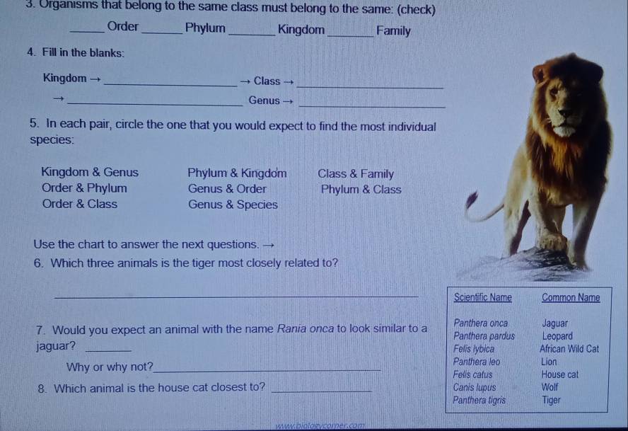 Organisms that belong to the same class must belong to the same: (check)
_Order _Phylum_ Kingdom _Family
4. Fill in the blanks:
_
Kingdom →_ Class
_Genus_
5. In each pair, circle the one that you would expect to find the most individual
species:
Kingdom & Genus Phylum & Kingdom Class & Family
Order & Phylum Genus & Order Phylum & Class
Order & Class Genus & Species
Use the chart to answer the next questions.
6. Which three animals is the tiger most closely related to?
_
Scientific Name Common Name
Panthera onca Jaguar
7. Would you expect an animal with the name Rania onca to look similar to a Panthera pardus Leopard
jaguar? _Felis lybica African Wild Cat
Panthera leo Lion
Why or why not?_ Felis catus House cat
8. Which animal is the house cat closest to? _Canis lupus Wolf
Panthera tigris Tiger
www.biologycomer.com