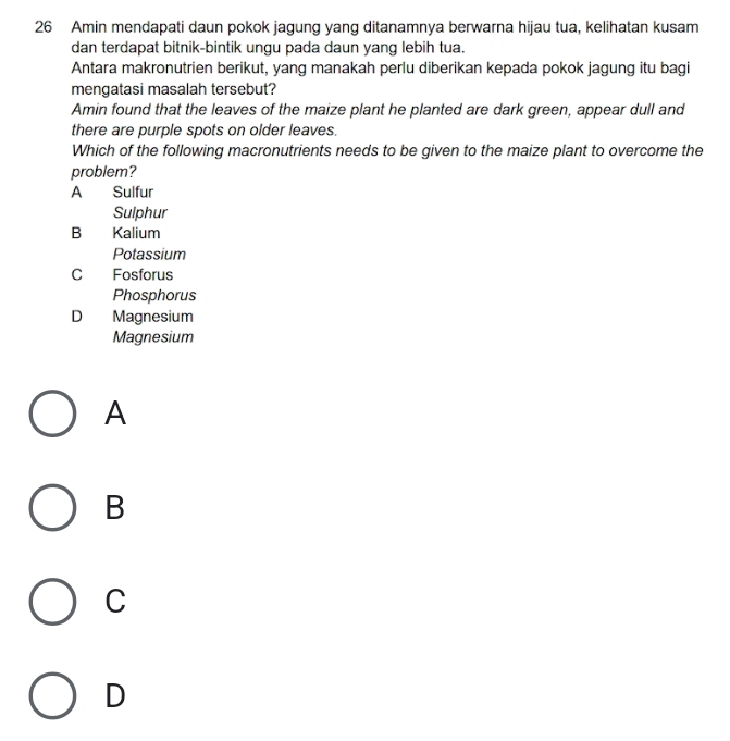 Amin mendapati daun pokok jagung yang ditanamnya berwarna hijau tua, kelihatan kusam
dan terdapat bitnik-bintik ungu pada daun yang lebih tua.
Antara makronutrien berikut, yang manakah perlu diberikan kepada pokok jagung itu bagi
mengatasi masalah tersebut?
Amin found that the leaves of the maize plant he planted are dark green, appear dull and
there are purple spots on older leaves.
Which of the following macronutrients needs to be given to the maize plant to overcome the
problem?
A Sulfur
Sulphur
B Kalium
Potassium
c£ Fosforus
Phosphorus
D Magnesium
Magnesium
A
B
C
D