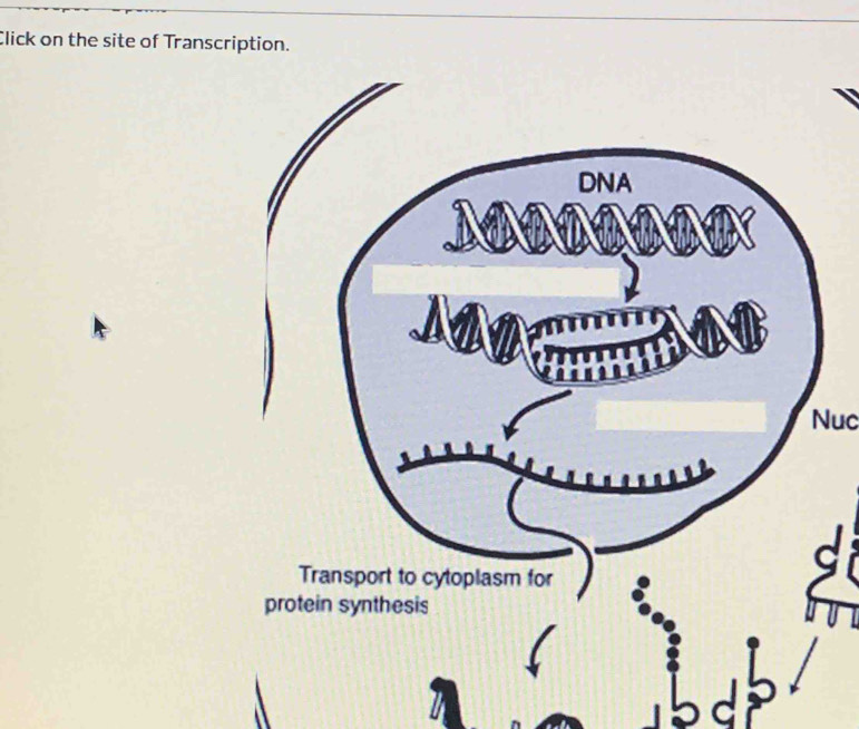 Click on the site of Transcription. 
Nuc