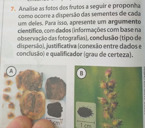 Analise as fotos dos frutos a seguir e proponha 
como ocorre a dispersão das sementes de cada 
um deles. Para isso, apresente um argumento 
científico, com dados (informações com base na 
observação das fotografias), conclusão (tipo de 
dispersão), justificativa (conexão entre dados e 
conclusão) e qualificador (grau de certeza). 
A 
B
cm 1 cm