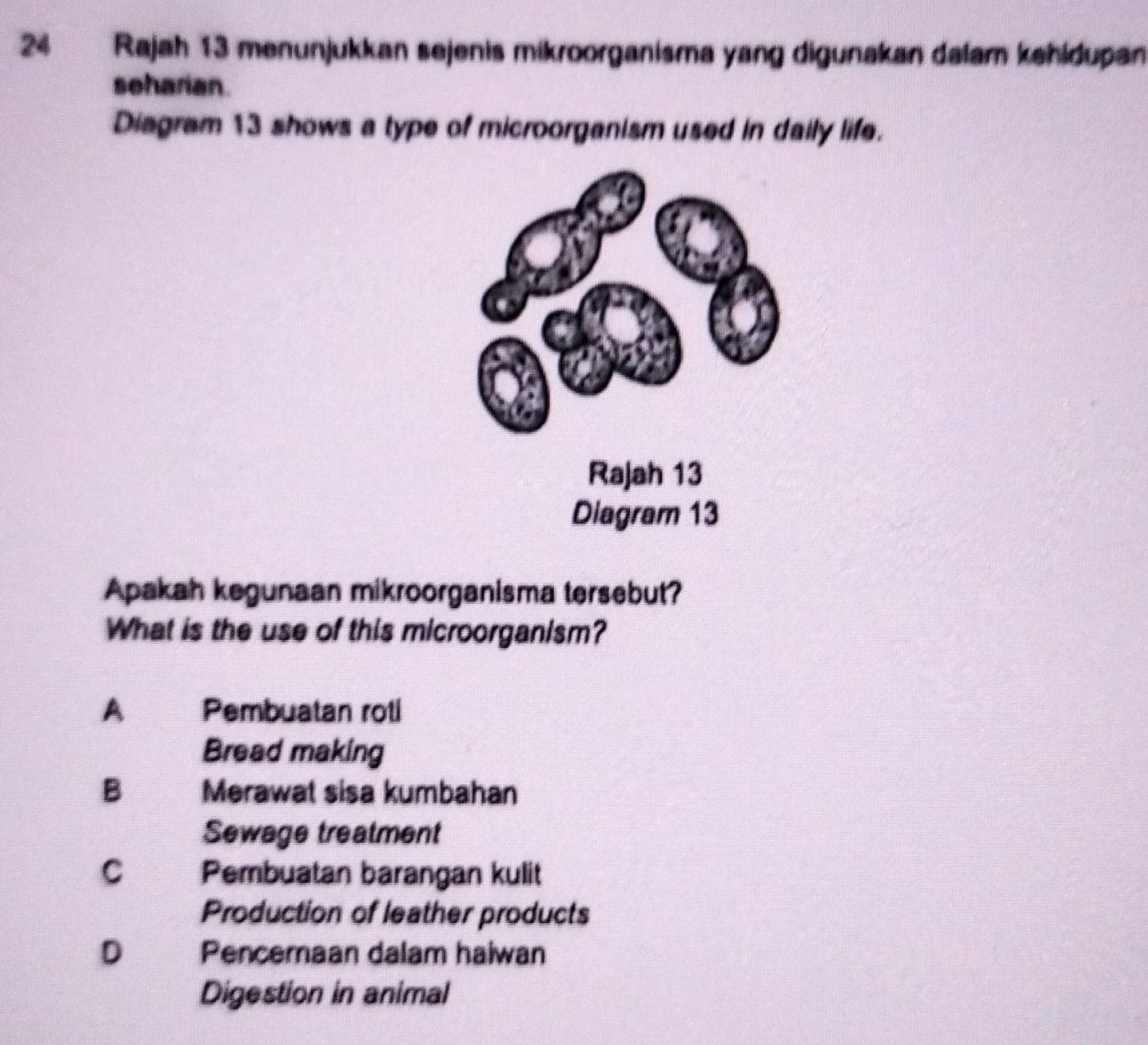 Rajah 13 menunjukkan sejenis mikroorganisma yang digunakan dalam kehidupan
seharian.
Diagram 13 shows a type of microorganism used in daily life.
Apakah kegunaan mikroorganisma tersebut?
What is the use of this microorganism?
A£ Pembuatan roti
Bread making
B€ a Merawat sisa kumbahan
Sewage treatment
C£ Pembuatan barangan kulit
Production of leather products
D Pencemaan dalam haiwan
Digestion in animal