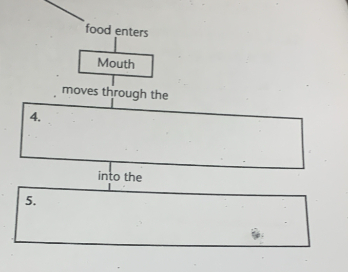 food enters 
Mouth 
moves through the 
4. 
into the 
5.