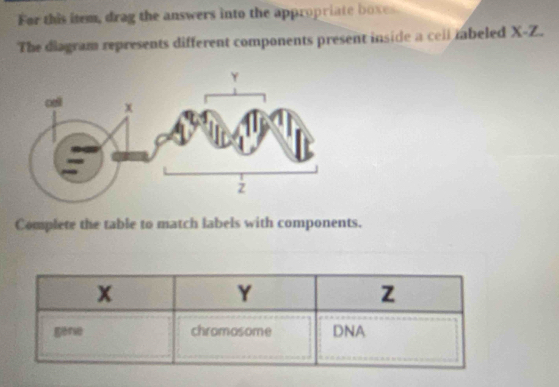 For this item, drag the answers into the appropriate boxes 
The diagram represents different components present inside a cell ibeled X-Z. 
Complete the table to match labels with components.