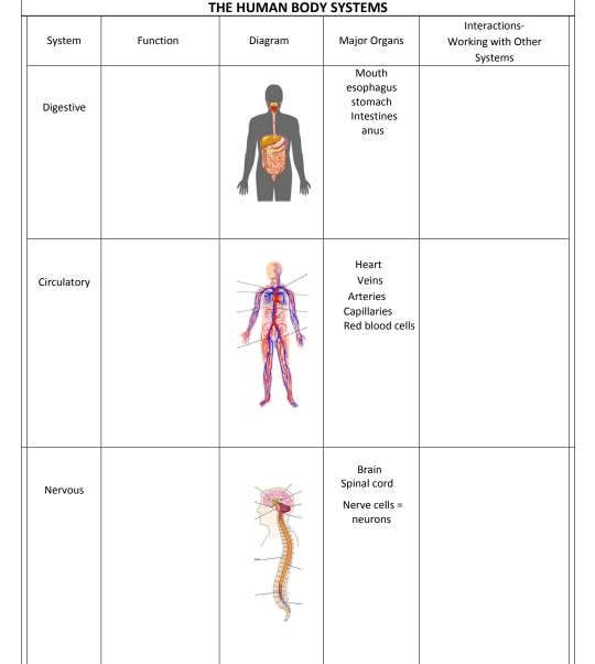 THE HUMAN BODY SYSTEMS 
Interactions-