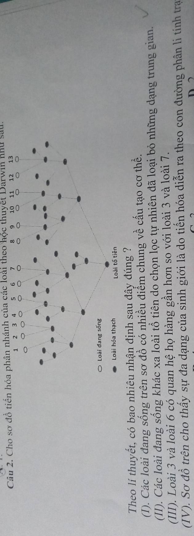 Cho sơ đồ tiến hóa phân nhánh của các loài theo học thuyết Darwin như sau.
Theo lí thuyết, có bao nhiêu nhận định sau đây đúng ?
(I). Các loài đang sống trên sơ đồ có nhiều điểm chung về cấu tạo cơ thể.
(II). Các loài đang sống khác xa loài tổ tiên do chọn lọc tự nhiên đã loại bỏ những dạng trung gian.
(III). Loài 3 và loài 6 có quan hệ họ hàng gần hơn so với loài 3 và loài 7.
(IV). Sơ đồ trên cho thấy sự đa dạng của sinh giới là do tiến hóa diễn ra theo con đường phân li tính tra
D 2