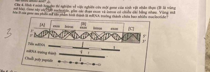 nnều amino acid? 
Câu 4. Hình 4 minh họa cho thí nghiệm về việc nghiên cứu một gene của sinh vật nhân thực (B là vùng
mã hóa). Gene này có 7500 nucleotide, gồm các đoạn exon và intron có chiều dài bằng nhau. Vùng mã
hóa B của gene sau phiên mã sản phẩm hình thành là mRNA trưởng thành chứa bao nhiêu nucleotide?
[B]
[A] exon Intron exon Intron exon
3' [C]
5'
5'
3'
Tiền mRNA
1
1
mRNA trưởng thành '
Chuỗi poly peptide 1