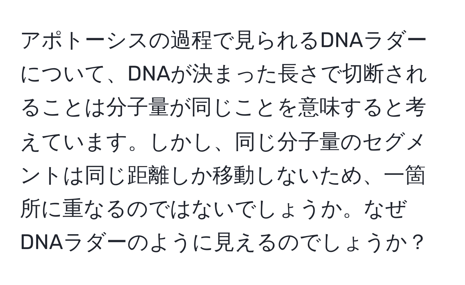 アポトーシスの過程で見られるDNAラダーについて、DNAが決まった長さで切断されることは分子量が同じことを意味すると考えています。しかし、同じ分子量のセグメントは同じ距離しか移動しないため、一箇所に重なるのではないでしょうか。なぜDNAラダーのように見えるのでしょうか？