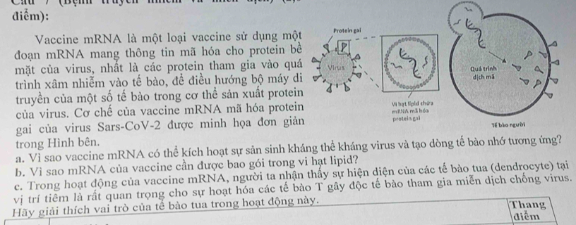 điểm): 
Vaccine mRNA là một loại vaccine sử dụng mộ 
đoạn mRNA mang thông tin mã hóa cho protein b 
mặt của virus, nhất là các protein tham gia vào qu 
trình xâm nhiễm vào tế bào, đề điều hướng bộ máy 
truyền của một số tế bào trong cơ thể sản xuất protei 
của virus. Cơ chế của vaccine mRNA mã hóa prote 
gai của virus Sars-CoV-2 được minh họa đơn gi 
trong Hình bên. 
a. Vì sao vaccine mRNA có thể kích hoạt sự sản sinh kháng thể kháng virus và tạo dòng tế bào nhớ tương ứng 
b. Vì sao mRNA của vaccine cần được bao gói trong vi hạt lipid? 
c. Trong hoạt động của vaccine mRNA, người ta nhận thấy sự hiện diện của các tế bào tua (dendrocyte) tại 
vị trí tiêm là rất quan trọng cho sự hoạt hóa các tế bào T gây độc tế bào tham gia miễn dịch chống virus. 
Hãy giải thích vai trò của tế bào tua trong hoạt động này. 
Thang 
điểm