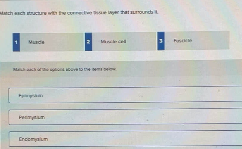 Solved: Match each structure with the connective tissue layer that ...