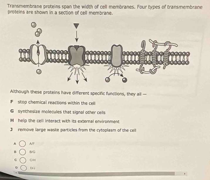 Transmembrane proteins span the width of cell membranes. Four types of transmembrane
proteins are shown in a section of cell membrane.
Although these proteins have different specific functions, they all —
F stop chemical reactions within the cell
G synthesize molecules that signal other cells
H help the cell interact with its external environment
J remove large waste particles from the cytoplasm of the cell
A A/F
B B/G
C C/H
D D/J