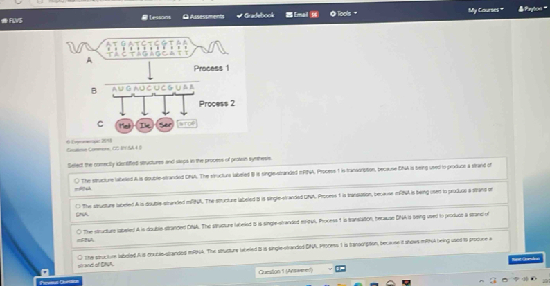 FLVS Lessons O Assessments Gradebook [ma] ◎ Tools = My Courses " & Payton “
6 Evyrerope: 2058
Cesiteve Commons, CC BY SA4 8
Select the comectly identiffied structures and steps in the process of protein synthesis.
○ The structure labeled A is double-stranded DNA. The structure labeled B is single-stranded mRNA. Process 1 is transcription, because DNA is being used to produce a strand of
○ The structure labeled.A is double-stranded mRNA. The structure labeled B is single-stranded DNA. Process 1 is translation, because mRNA is being used to produce a strand of
ONUA
○ The structure labeled A is double-stranded DNA. The structure labeled B is single-stranded mRNA. Process 1 is translation, because DNA is being used to produce a strand of
mRA
) The structure labeled A is double-stranded mPNA. The structure labeled B is single-stranded DNA. Process 1 is transcription, because it shows mRNA being used to produce a
strand off DRA.
Question 1 (Answered) Nind Guestion