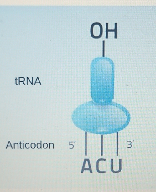 tRNA
Anticodon