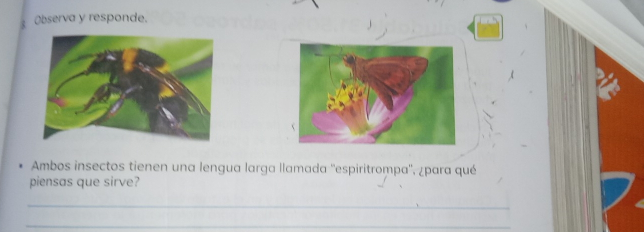 Observa y responde. 
Ambos insectos tienen una lengua larga llamada ''espiritrompa'', ¿para qué 
piensas que sirve? 
_ 
_