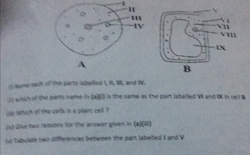 Solved: 1 1) Name each of the parts labelled I, II, IIII, and IV. 1 ...