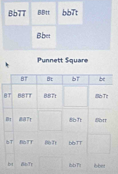 Punnett Square
B