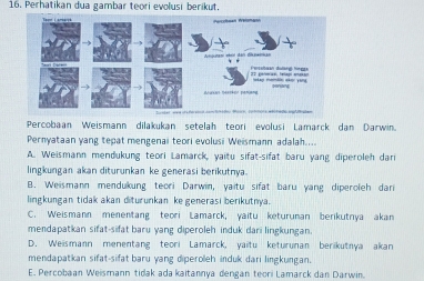 Perhatikan dua gambar teori evolusi berikut.
Percobaan Weismann dilakukan setelah teori evolusi Lamarck dan Darwin.
Pernvataan vang tepat mengenai teori evolusi Weismann adalah....
A. Weismann mendukung teori Lamarck, yaitu sifat-sifat baru yang diperoleh dari
lingkungan akan diturunkan ke generasi berikutnya.
B. Weismann mendukung teori Darwin, yaitu sifat baru yang diperoleh dari
lingkungan tidak akan diturunkan ke generasi berikutnya.
C. Weismann menentang teori Lamarck, yaitu keturunan berikutnya akan
mendapatkan sifat-sifat baru yang diperoleh induk dari lingkungan.
D. Weismann menentang teori Lamarck, yaitu keturunan berikutnya akan
mendapatkan sifat-sifat baru yang diperoleh induk dari lingkungan.
E. Percobaan Weismann tidak ada kaitannya dengan teori Lamarck dan Darwin.