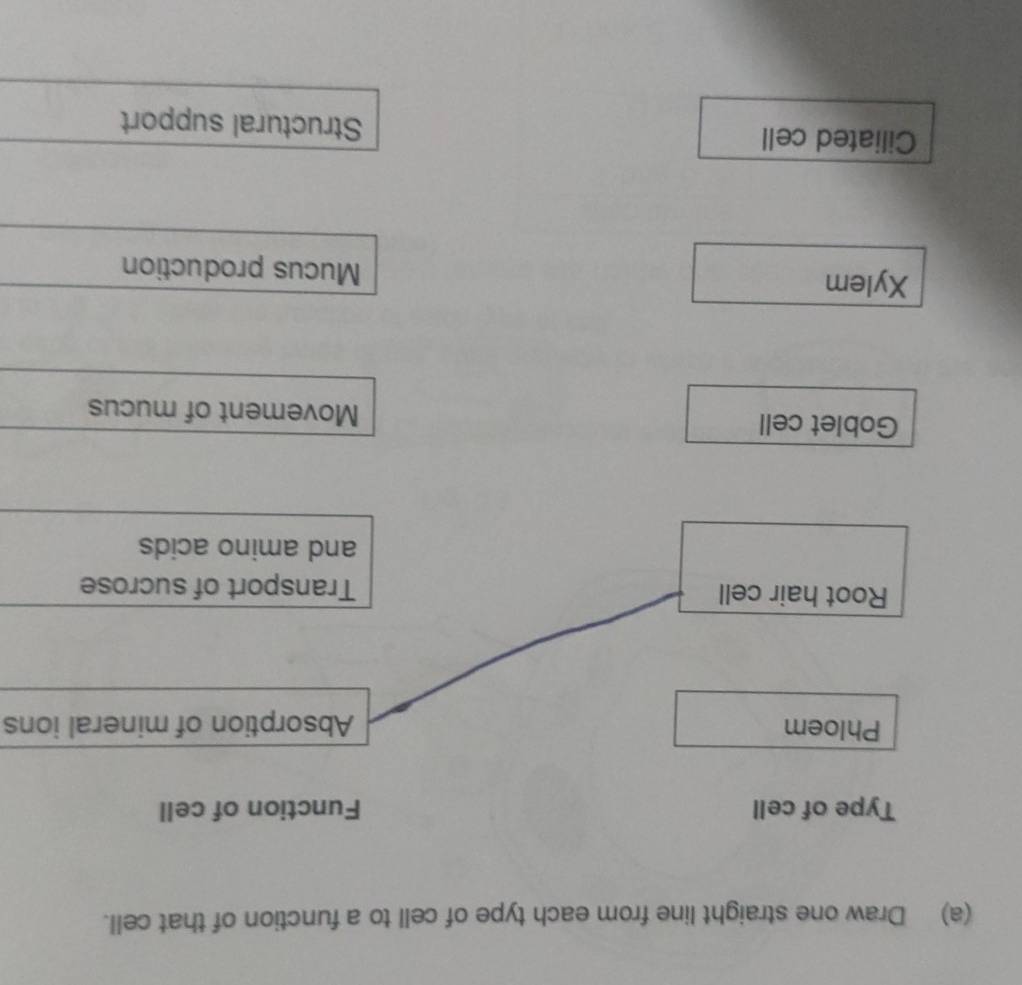 Draw one straight line from each type of cell to a function of that cell. 
Type of cell Function of cell 
Phloem Absorption of mineral ions 
Root hair cell Transport of sucrose 
and amino acids 
Goblet cell Movement of mucus 
Xylem Mucus production 
Ciliated cell Structural support