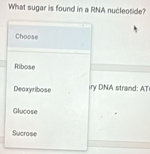 What sugar is found in a RNA nucleotide? 
AT