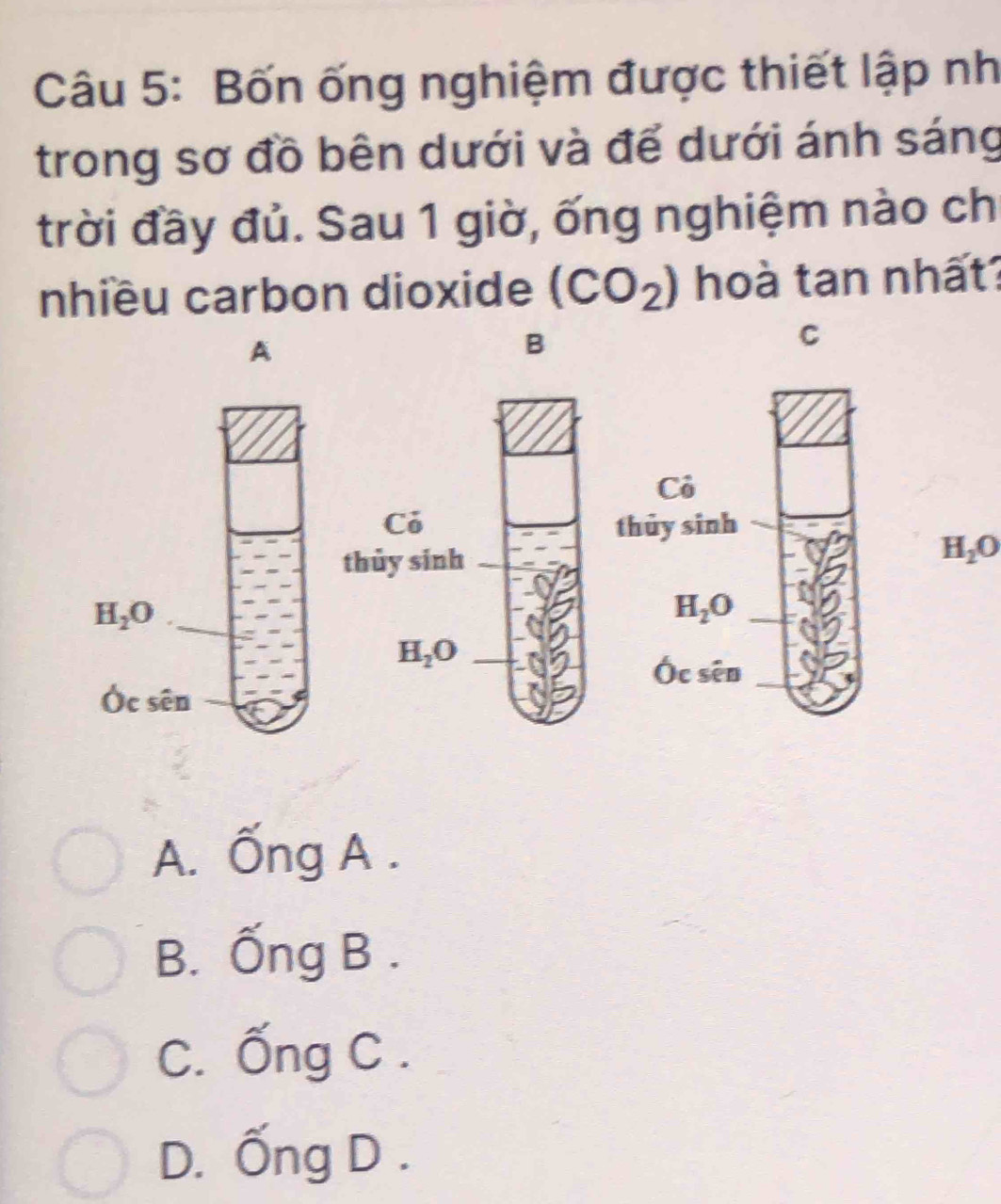 Bốn ống nghiệm được thiết lập nh
trong sơ đồ bên dưới và để dưới ánh sáng
trời đầy đủ. Sau 1 giờ, ống nghiệm nào ch
nhiều carbon dioxide (CO_2) hoà tan nhất?
A
B
C
H_2O
A. Ống A .
B. Ống B .
C. Ống C .
D. Ống D .