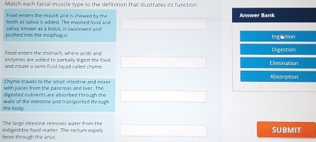 Match each facial muscle type to the definition that illustrates its function 
Food encers the mouth and is chewed by the 
teeth as saliva is added. The mashed food and 
pushed into the esophagus. saliva, known as a bolus, is swallowed and 
Food enters the stomach, where acids and 
enzymes are added to partially digest the food 
and create a semi-fluid liquid called chyme. 
Chyme travels to the small intestine and mixes 
with juices from the pancreas and liver. The 
digested nutrients are absorbed through the 
walls of the insestine and transported through 
the body. 
The large intestine removes water from the 
indigestible food matter. The rectum expels SUBMIT 
feces through the anus.