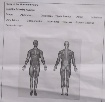 Solved: Recap of the: Muscular System Label the following muscles ...