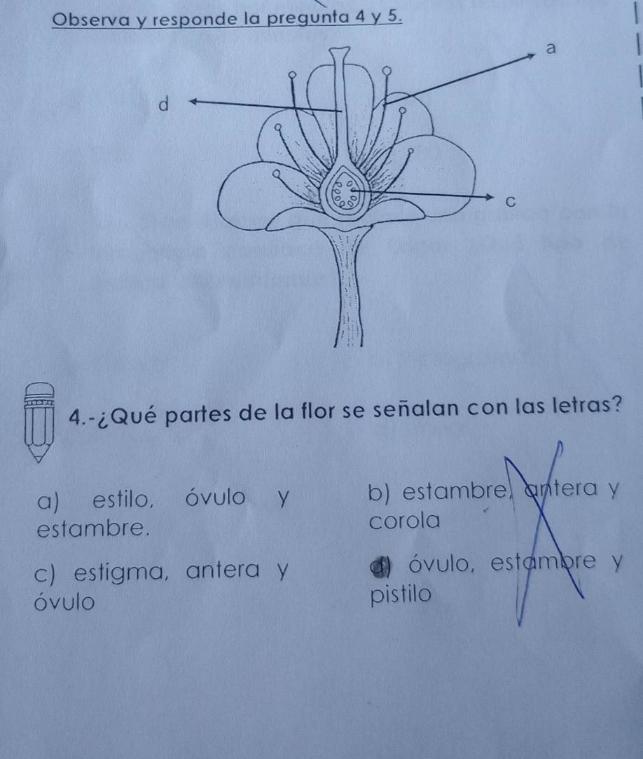 Observa y responde la pregunta 4 y 5.
d
4.-¿Qué partes de la flor se señalan con las letras?
a) estilo， óvulo y b) estambre, antera y
estambre. corola
c) estigma, antera y d) óvulo, estambre y
óvulo pistilo