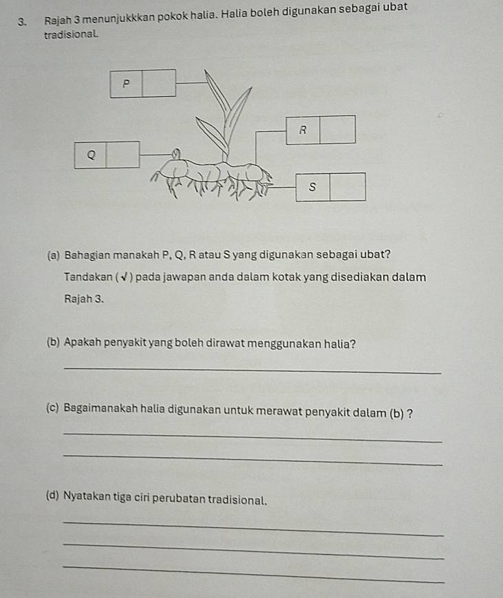 Rajah 3 menunjukkkan pokok halia. Halia boleh digunakan sebagai ubat 
tradisional. 
(a) Bahagian manakah P, Q, R atau S yang digunakan sebagai ubat? 
Tandakan ( √) pada jawapan anda dalam kotak yang disediakan dalam 
Rajah 3. 
(b) Apakah penyakit yang boleh dirawat menggunakan halia? 
_ 
(c) Bagaimanakah halia digunakan untuk merawat penyakit dalam (b) ? 
_ 
_ 
(d) Nyatakan tiga ciri perubatan tradisional. 
_ 
_ 
_