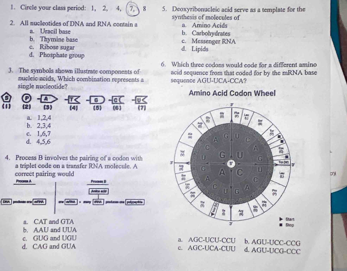 Circle your class period: 1, 2, 4, 7, 8 5. Deoxyribonucleic acid serve as a template for the
synthesis of molecules of
2. All nucleotides of DNA and RNA contain a a. Amino Acids
a. Uracil base b. Carbohydrates
b. Thymine base c. Messenger RNA
c. Ribose sugar d. Lipids
d. Phosphate group
6. Which three codons would code for a different amino
3. The symbols shown illustrate components of acid sequence from that coded for by the mRNA base
nucleic acids, Which combination represents a sequence AGU-UCA-CCA?
single nucleotide?
Amino Acid Codon Wheel
Q a G a a
(1) (2) (3) (4) (5) (6) (7)
3
a. 1, 2, 4
a 
. Sor
b. 2, 3, 4
a pucitio (
Als
c. 1, 6, 7 G U C
d. 4, 5, 6. A
C A
^ U G U G
4. Process B involves the pairing of a codon with 3' trp (W) 3'
a triplet code on a transfer RNA molecule. A
5'
G A C U
correct pairing would
Process A Process D
A C
a
0 C
Aralino acid U G A r 

Tore
DNA producés ons e/ PSA one BNA * DA praduces ona polypeçtida

a. CAT and GTA
Starl
Stop
b. AAU and UUA
c. GUG and UGU a. AGC-UCU-CCU b. AGU-UCC-CCG
d. CAG and GUA c. AGC-UCA-CUU d. AGU-UCG-CCC