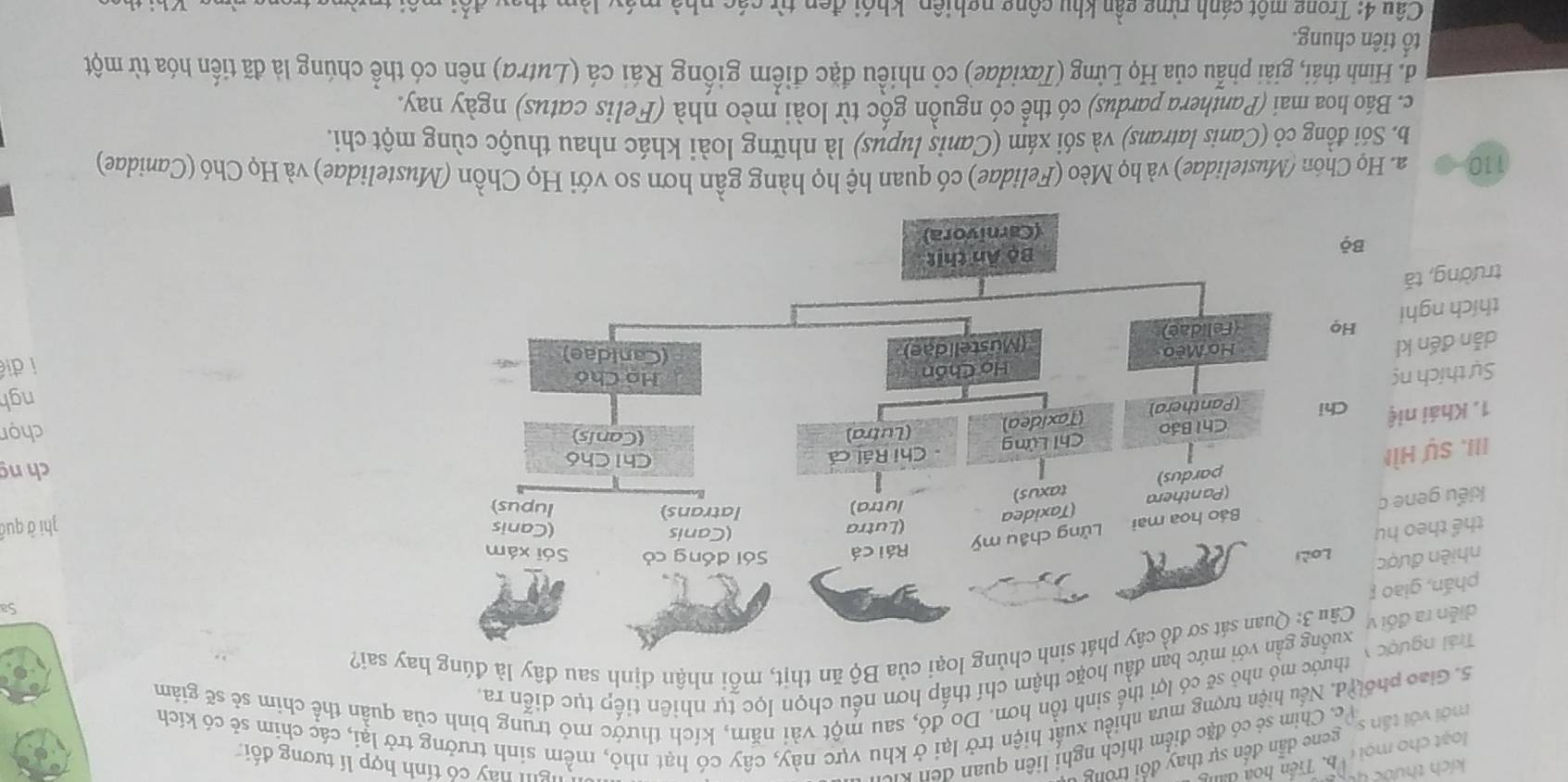 loạt cho mọi : ''b. Tiển hoa đ
với với tần s ,  gene dẫn đến sự thay đổi trong
Vc. Chim sẻ có đặc điểm thích nghị liên quan đen kic
gi hay có tính hợp lí tương đối
5. Giao phốuđ. Nếu hiện tượng mưa nhiều xuất hiện trở lại ở khu vực này, cây có hạt nhỏ, mềm sinh trưởng trở lại, các chim sẻ có kích
Trái ngượ thước mỏ nhỏ sẽ có lợi thể sinh tồn hơn. Do đó, sau một vài năm, kích thước mỏ trung bình của quần thể chim sẻ sẽ giảm
ban đầu hoặc thậm chí thấp hơn nếu chọn lọc tự nhiên tiếp tục diễn ra.
diễn ra đố
g loại của Bộ ăn thịt, mỗi nhận định sau đây là đúng hay sai?
Sa
phán, gia
nhiên đượ
thể theo h
zhi ở quá
kiểu gene 
III. Sự hì
ch n
chọn
1. Khái niệ
ngh
Sự thích ng
dẫn đến kl
thích nghii đi
trường, tǎ
110 a. Họ Chôn (Mustelidae) và họ Mèo (Felidae) có quan hệ họ hàng gần hơn so với Họ Chồn (Mustelidae) và Họ Chó (Canidae)
b. Sói đồng cỏ (Canis latrans) và sói xám (Canis lupus) là những loài khác nhau thuộc cùng một chi.
c. Báo hoa mai (Panthera pardus) có thể có nguồn gốc từ loài mèo nhà (Felis catus) ngày nay.
d. Hình thái, giải phẫu của Họ Lừng (Tαxidae) có nhiều đặc điểm giống Rái cá (Lutra) nền có thể chúng là đã tiến hóa từ một
tổ tiên chung.
Câu 4: Trong một cánh rừng gần khu cộng nghiêp, khói đen từ các nhà m  á y