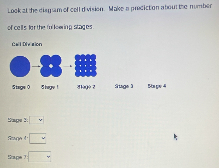 Look at the diagram of cell division. Make a prediction about the number 
of cells for the following stages. 
Stage 3 Stage 4
Stage 3 . □ 
Stage 4:□
Stage 7:□