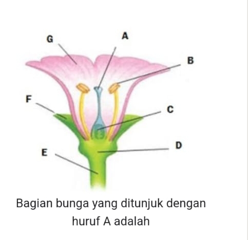 Bagian bunga yang ditunjuk dengan 
huruf A adalah