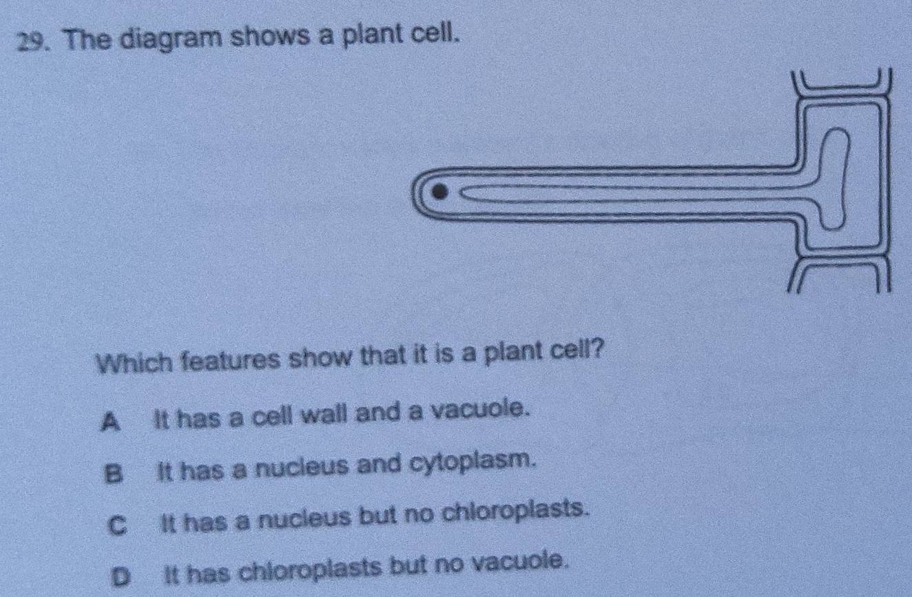 The diagram shows a plant cell.
Which features show that it is a plant cell?
A It has a cell wall and a vacuole.
B It has a nucleus and cytoplasm.
C It has a nucleus but no chloroplasts.
D It has chioroplasts but no vacuole.