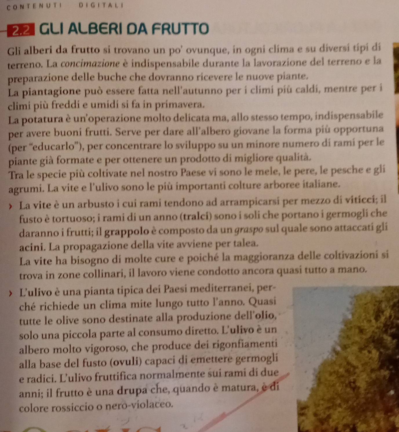 A L I
2I GLI ALBERI DA FRUTTO
Gli alberi da frutto si trovano un po' ovunque, in ogni clima e su diversí típí dí
terreno. La concimazione è indispensabile durante la lavorazione del terreno e la
preparazione delle buche che dovranno ricevere le nuove piante.
La piantagione può essere fatta nell'autunno per í climi più caldi, mentre per i
climi più freddi e umidi si fa in primavera.
La potatura è un'operazione molto delicata ma, allo stesso tempo, indispensabile
per avere buoni frutti. Serve per dare all’albero giovane la forma più opportuna
(per “educarlo”), per concentrare lo sviluppo su un minore numero di ramí per le
piante già formate e per ottenere un prodotto di migliore qualità.
Tra le specie più coltivate nel nostro Paese vi sono le mele, le pere, le pesche e gli
agrumi. La vite e l’ulivo sono le più importanti colture arboree italiane.
> La vite è un arbusto i cui rami tendono ad arrampicarsi per mezzo di viticci; il
fusto è tortuoso; i rami di un anno (tralci) sono i soli che portano i germogli che
daranno i frutti; il grappolo è composto da un graspo sul quale sono attaccati gli
acini. La propagazione della vite avviene per talea.
La vite ha bisogno di molte cure e poiché la maggioranza delle coltivazioní si
trova in zone collinari, il lavoro viene condotto ancora quasi tutto a mano.
L'ulivo è una pianta tipica dei Paesi mediterranei, per-
ché richiede un clima mite lungo tutto l'anno. Quasi
tutte le olive sono destinate alla produzione dell'olio,
solo una piccola parte al consumo diretto. L'ulivo è un
albero molto vigoroso, che produce dei rigonfiamenti
alla base del fusto (ovuli) capaci di emettere germogli
e radici. Ľ’ulivo fruttifica normalmente sui rami di due
anni; il frutto è una drupa che, quando è matura, è di
colore rossiccio o nero-violaceo.