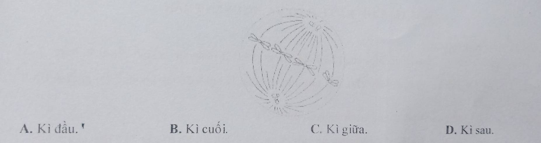 A. Kì đầu. B. Kì cuối. C. Kì giữa. D. Kì sau.